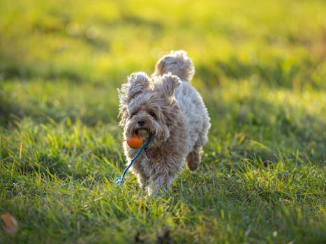 happy doodle dog playing in the park