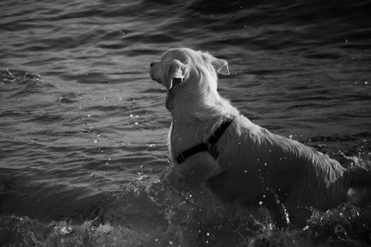 doodle dog at the beach