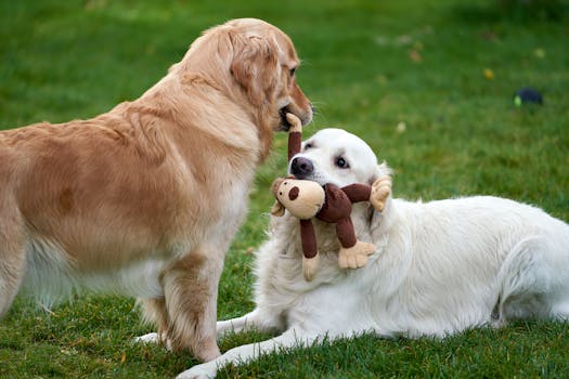 cute doodle playing in the park