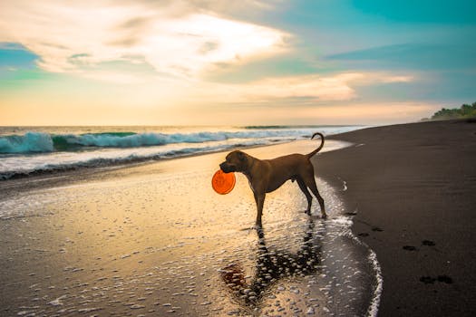 doodle dog playing fetch