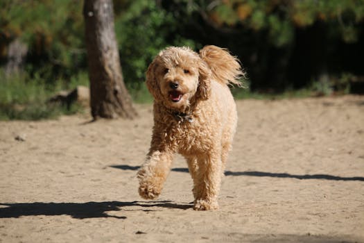 happy Goldendoodle playing fetch