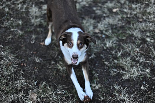 happy doodle playing fetch