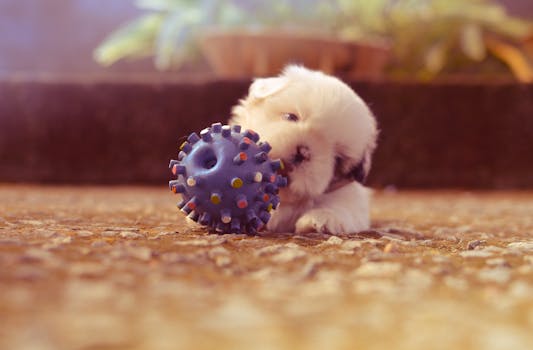 Goldendoodle playing fetch with a colorful toy