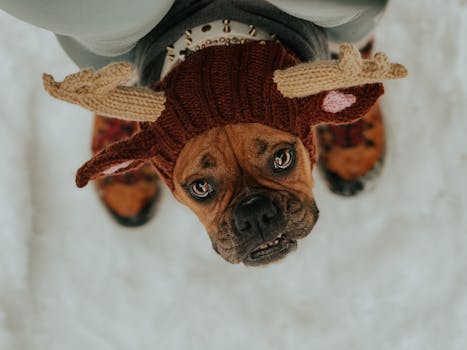 Pet Costume Contest