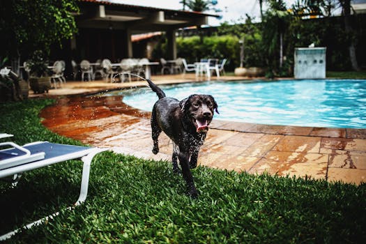 adorable Goldendoodle playing in the park