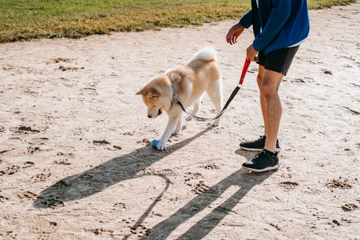 Happy doodle enjoying time with its owner