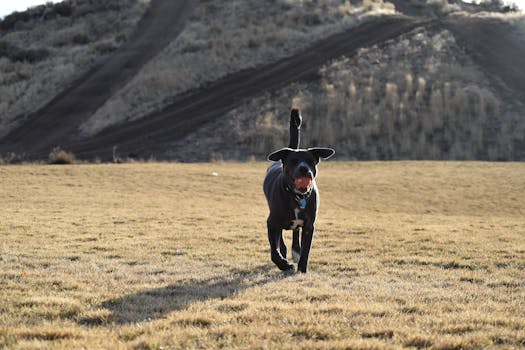 happy doodle playing fetch