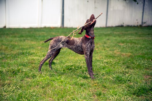 Labradoodle playing fetch in the backyard