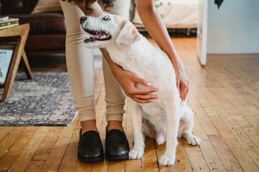 doodle interacting with its owner