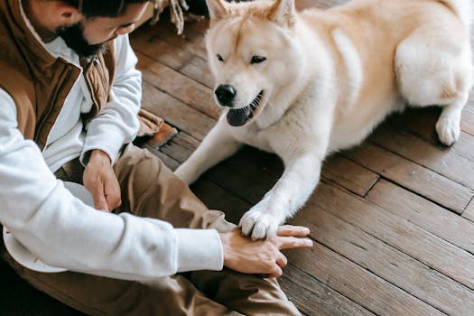 dog and owner playing together