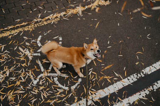 cute doodle playing in a park