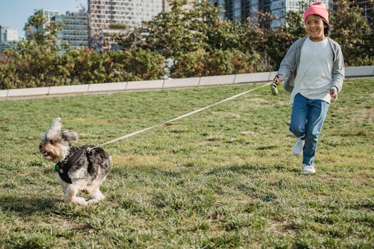 A dog playing in a virtual park