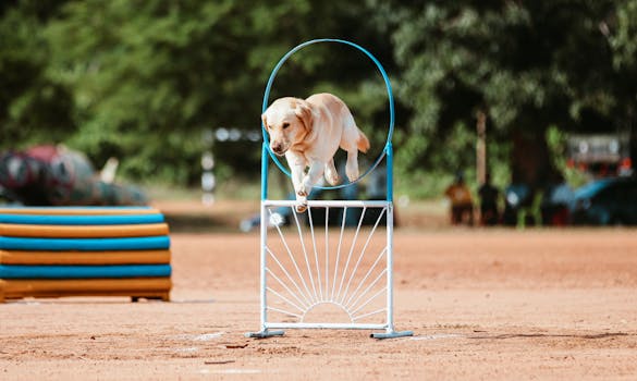 Goldendoodle navigating an obstacle course