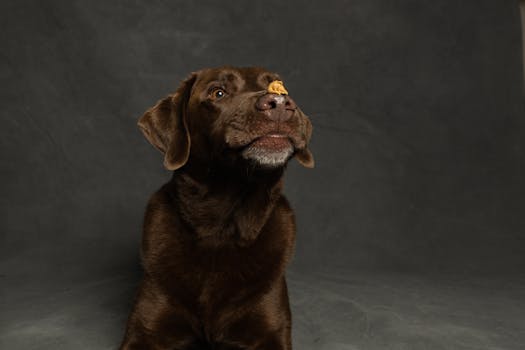 dog balancing treats while training