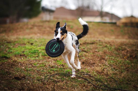 Doodle playing fetch with a toy