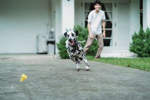 playful Goldendoodle fetching a toy