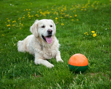 happy Goldendoodle playing fetch