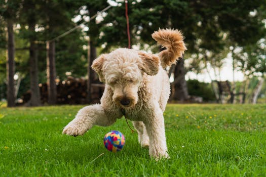 A happy Goldendoodle playing in the park