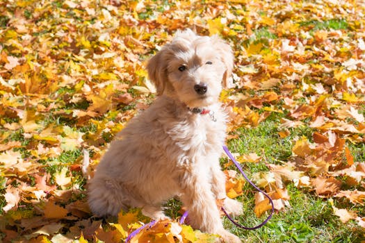 happy Goldendoodle playing in the park