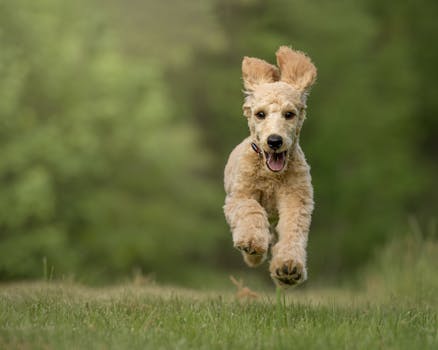 Happy Goldendoodle at play