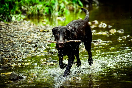 happy doodle playing fetch