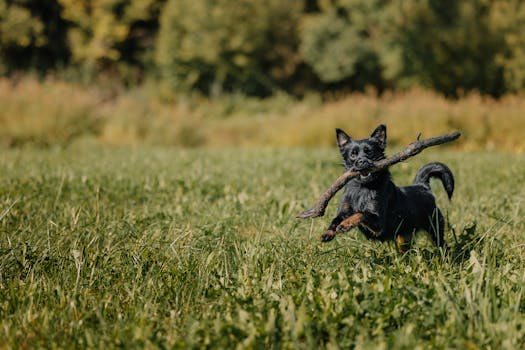 A virtual dog park experience