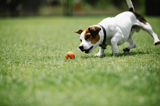 happy doodle playing fetch