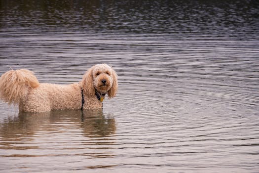 doodle breeds enjoying outdoor play